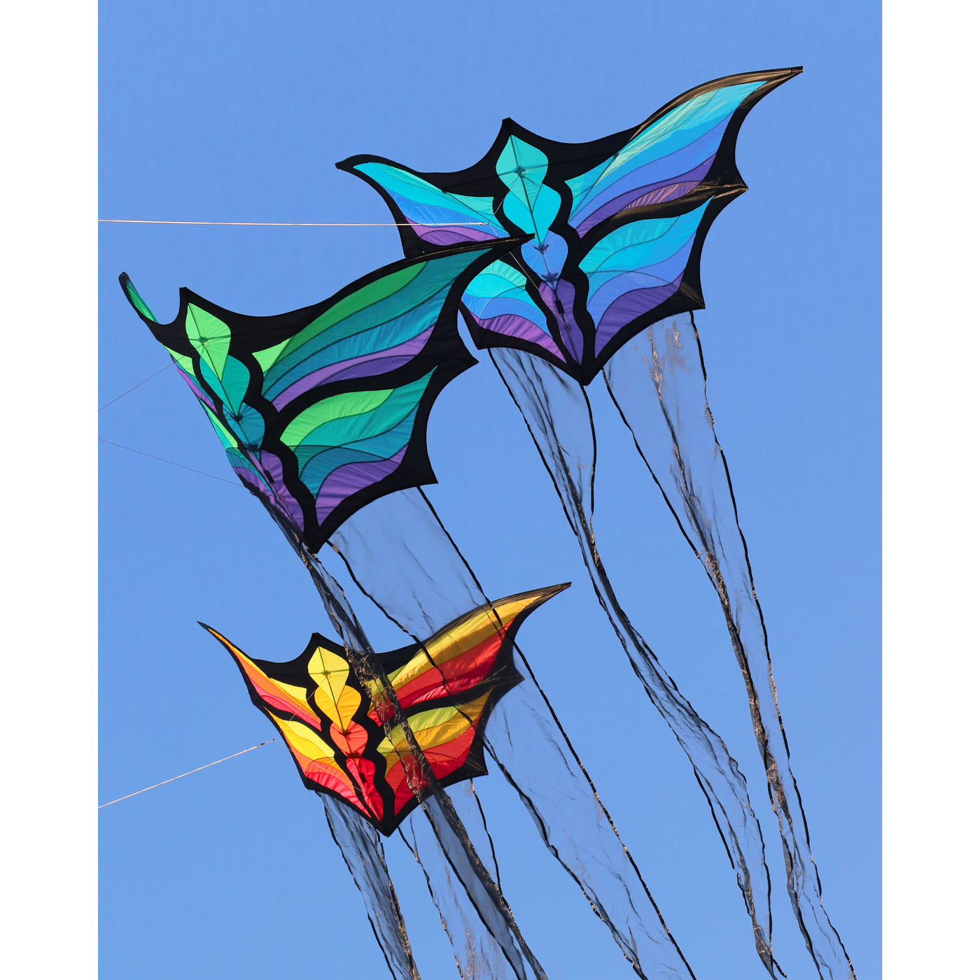 Brasington Butterfly